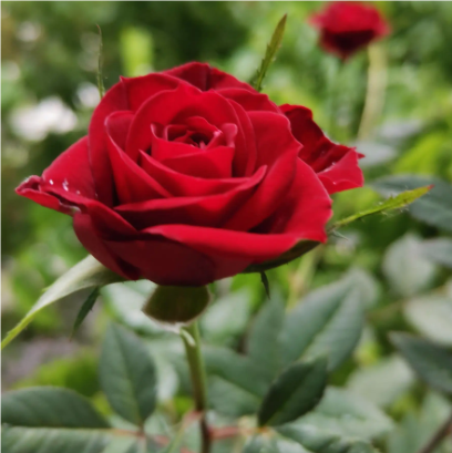 關(guān)于玫瑰的名人名言哲理格言警句語(yǔ)錄 - 每日文摘